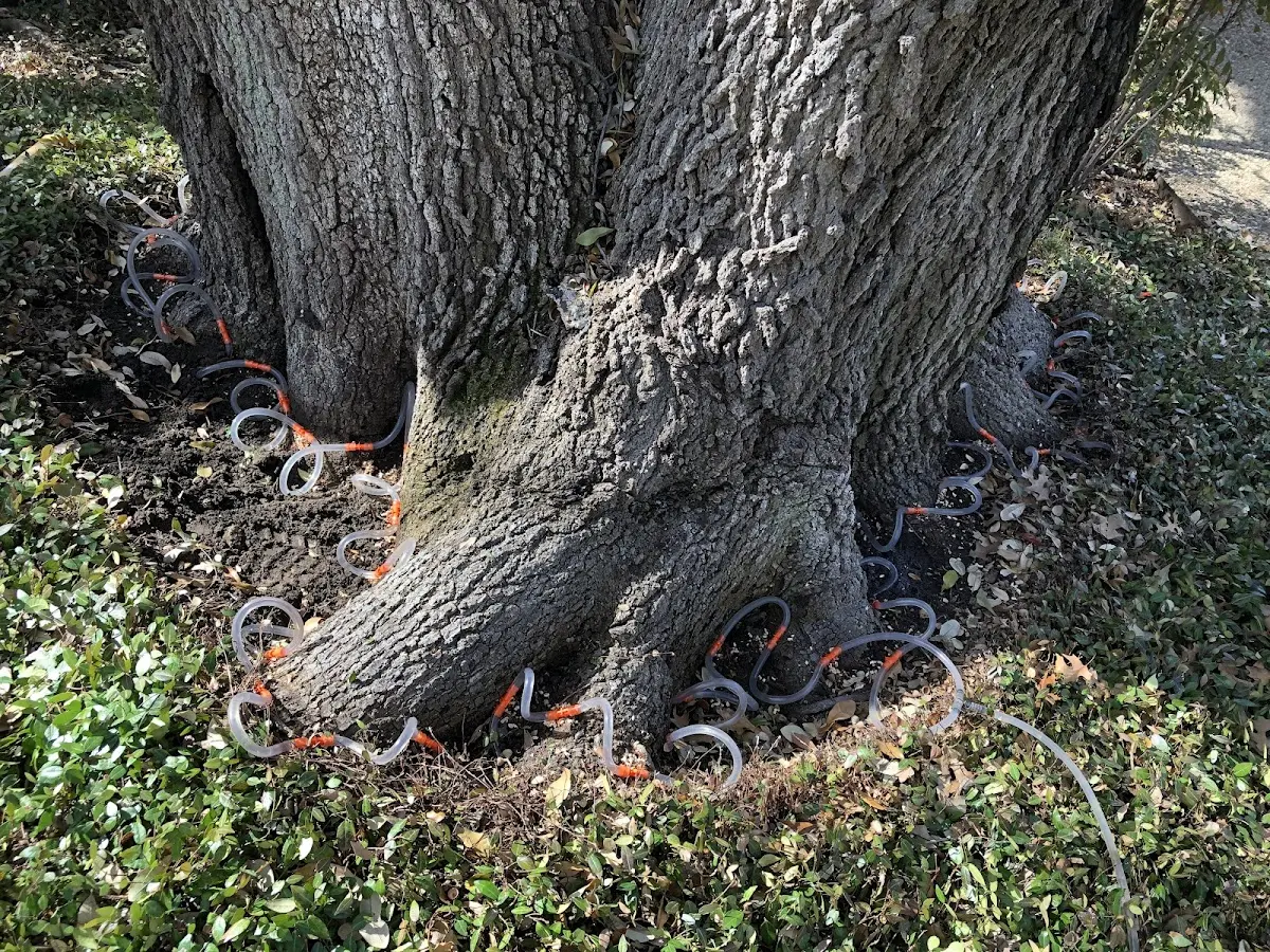 Detailed Tree Cabling and Bracing job site in Bay City