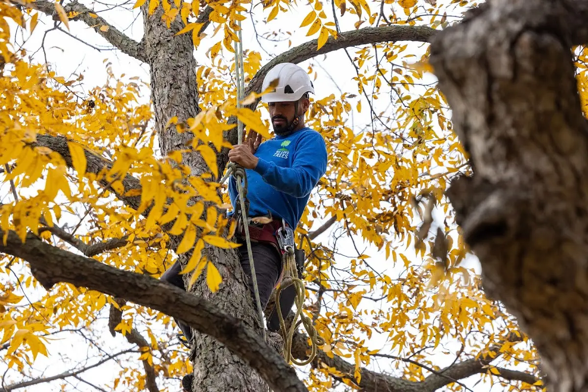 Skilled Tree Planing crew working in Bay City