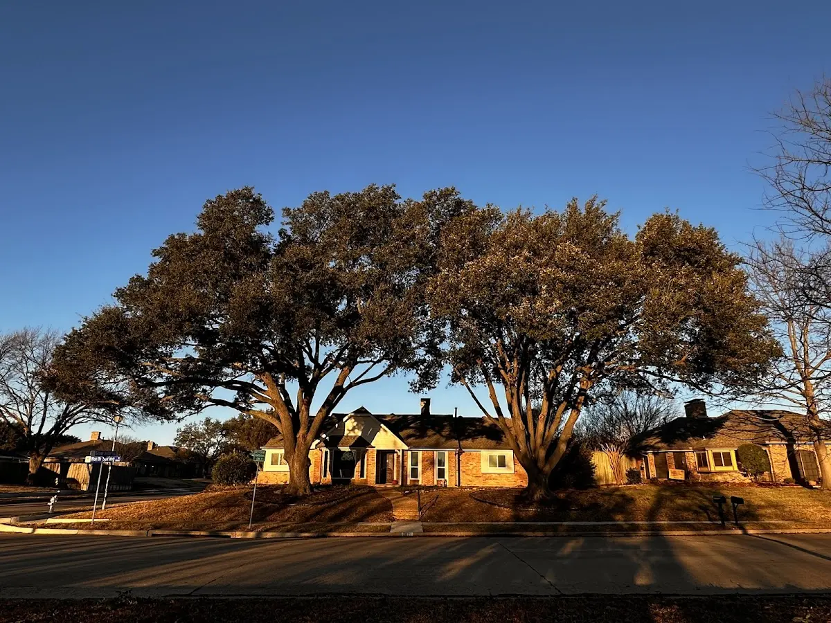 Established residential canopy tree shading a home in Bay City